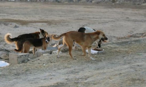 وفاة طفل جراء تعرضه للعقر والنهش