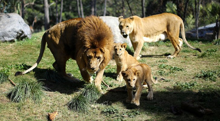 ماذا فعلت جاموسة حاصرها الأسود في