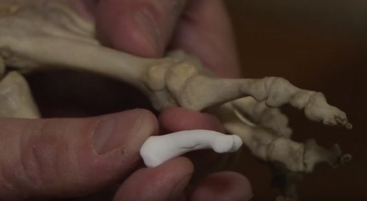 اكتشاف نوع جديد من الكائنات البشرية