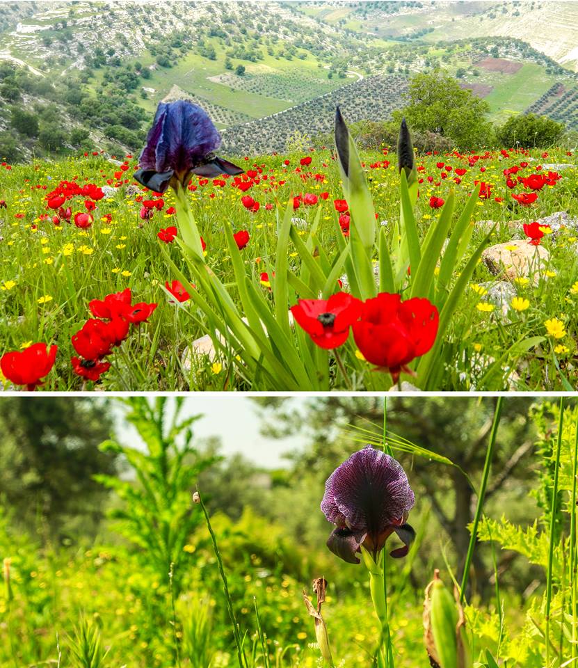 الأميرة بسمة: عاد