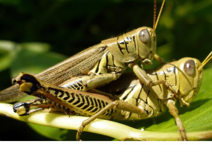 الزراعة: لا صحة لوجود الجراد في