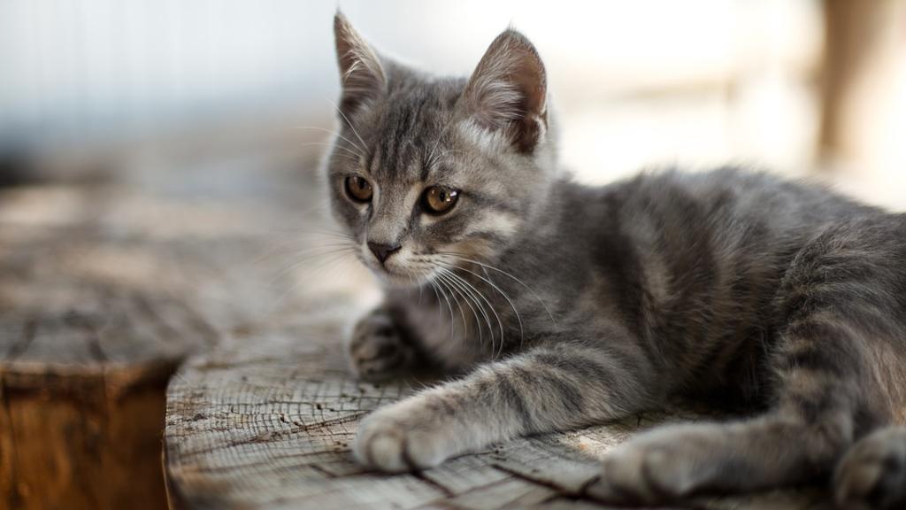 الدفاع المدني ينقذ قطة في المفرق..