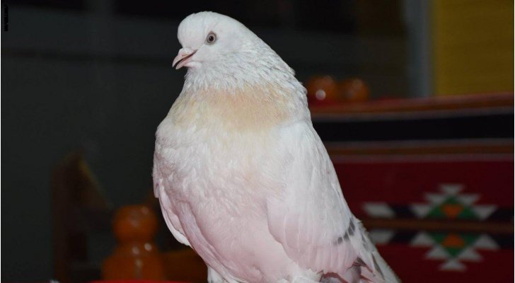 فرخ حمام سعره يعادل قيمة سيارة