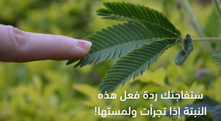 نبتة جميلة ستدهشك بردة فعلها إذا