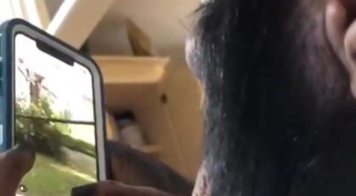 بالفيديو.. شامبانزي يحصد ملايين المشاهدات وهو