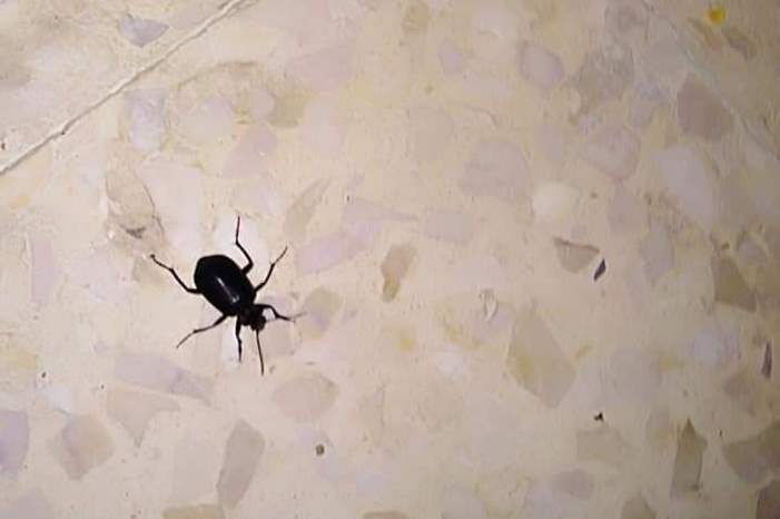 ماذا تعرف عن «الخنفساء» المنتشرة في