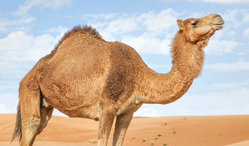 4 اصابات باصطدام حافلة مع جمل