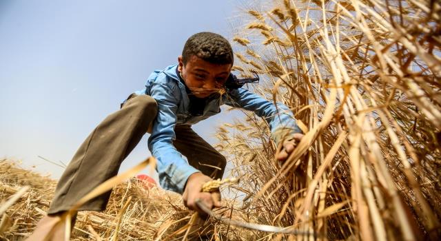 قرار هام من الحكومة للمزارعين الأردنيين