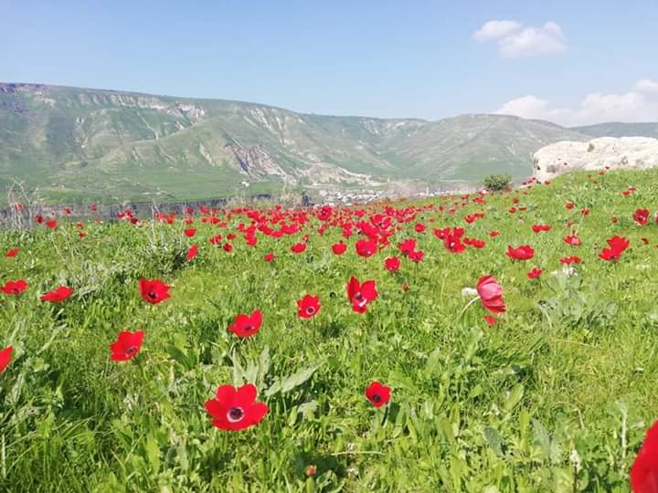 اجواء ربيعية معتدلة اليوم وغدا