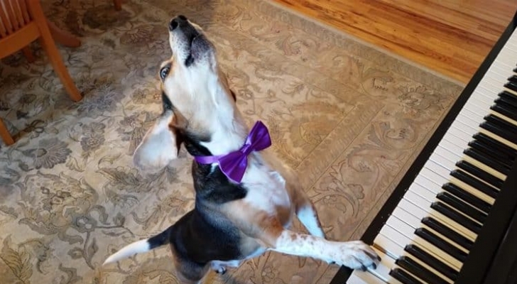 قدرات استثنائية لـ ’كلب فنان‘ (فيديو)