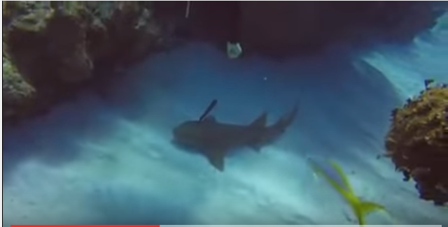 غواص ينقذ قرشا من سكين غرست