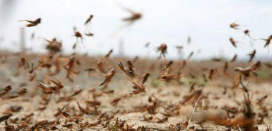 الشحاحده: حملة المكافحة للسرب الثاني للجراد