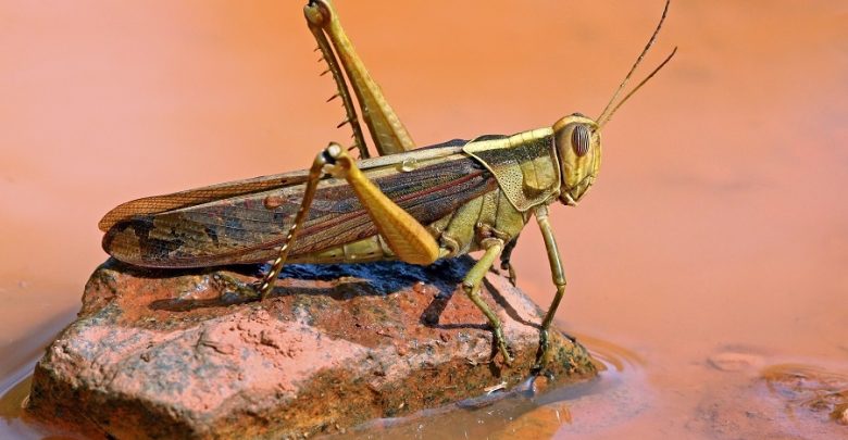 بيان من ’الزراعة‘ حول الجراد الذي