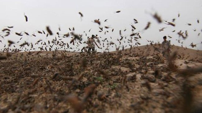 «الرياح الباردة» تنهي خطر الجراد في