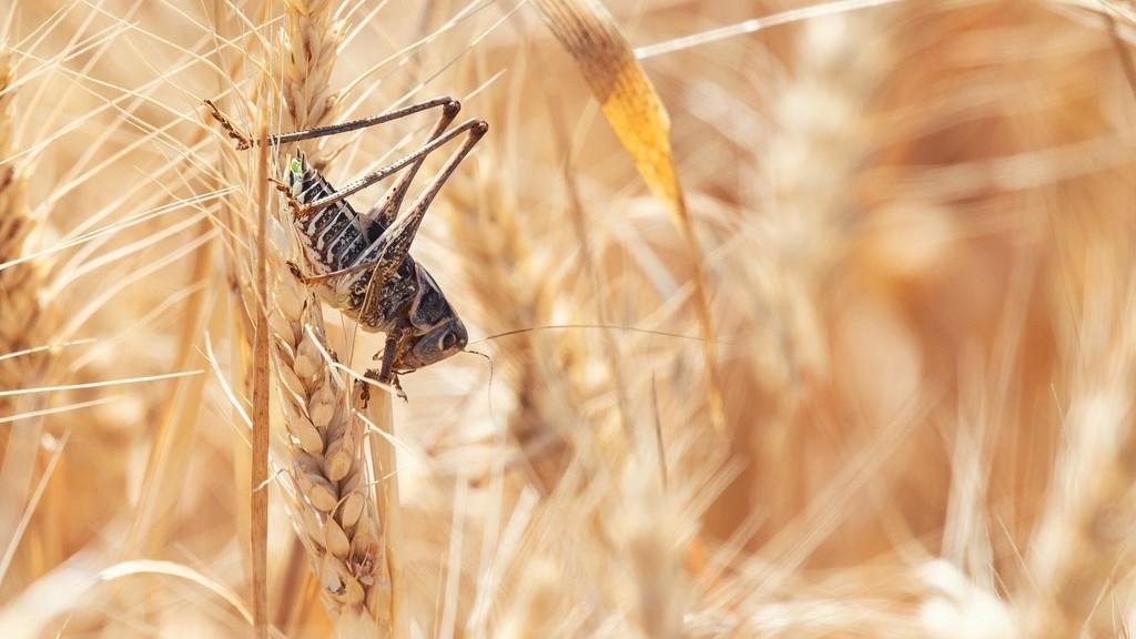 ربيحات يكتب عن: الألفة الكب 1740رة
