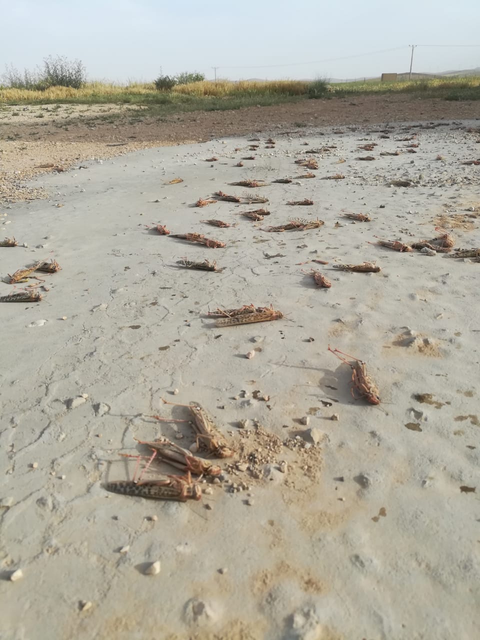 الزراعة: إتمام المكافحة الاحترازية لبقايا اسراب