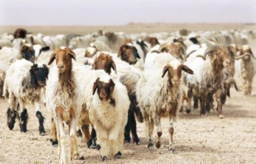 ارتفاع مواليد الأغنام بالأردن