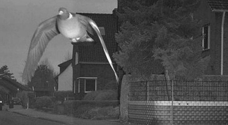 الشرطة تخالف ’حمامة‘ تجاوزت السرعة القانونية