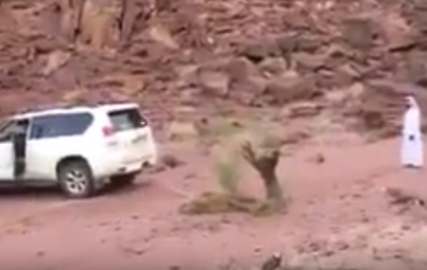 فيديو مضحك مبك: شجرة تنتقم بشكل