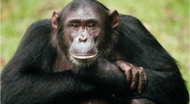 قرد في حالة هيجان يهاجم تونسيين