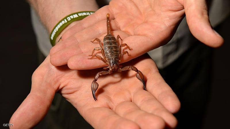 بسم العقارب.. مساع علمية لعلاج الأورام