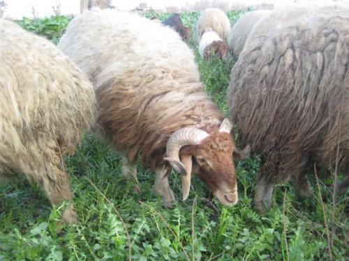 «الزراعة» تفتح المحميات للرعي