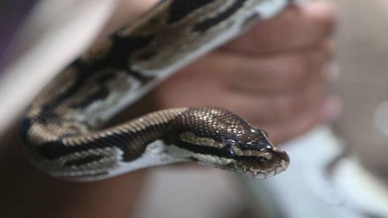 لقي حتفه بعدما عض ثعبانا