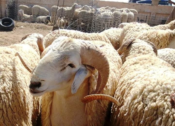 وزارة الزراعة تطرح مزادا لبيع نعاج