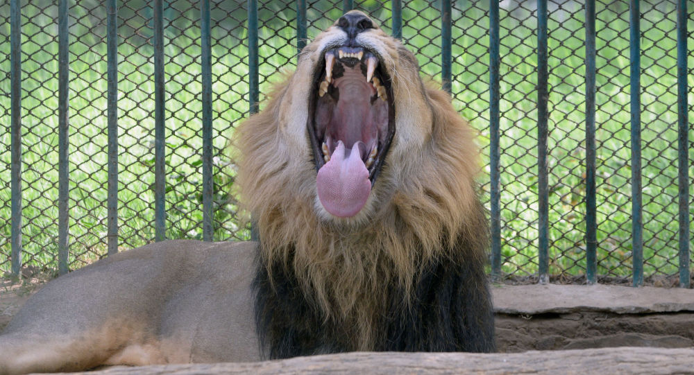 أسد يوقع طفلة في حالة حرجة..