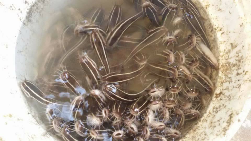 اصطياد اسماك غريبة وسامة في العقبة