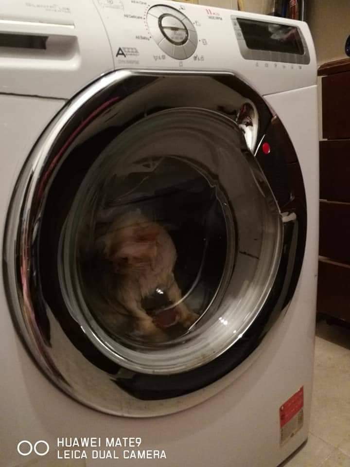 سيدة أردنية تغسل قطة نائمة بغسالة