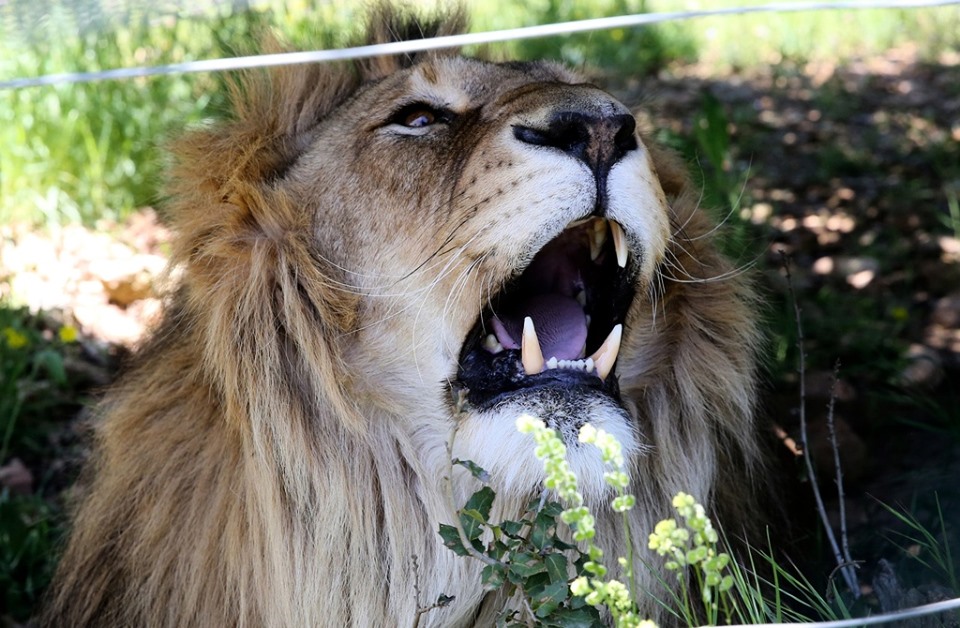 حيوانات من سوريا وغزة تعالج بالاردن