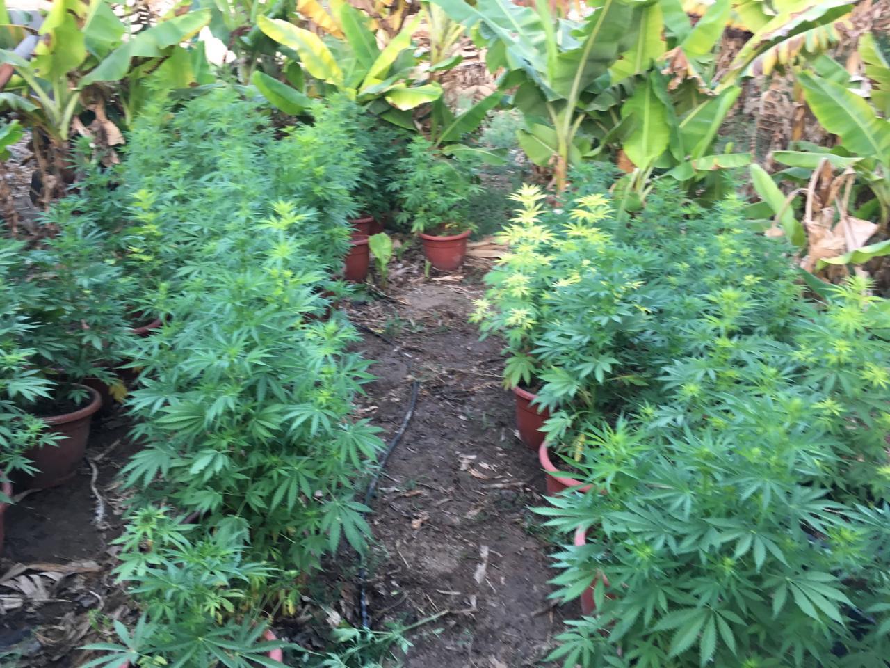 القبض على ستة أشخاص بحوزتهم كميات