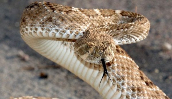 الزراعة: ’أفعى فلسطين‘ ليست منتشرة في