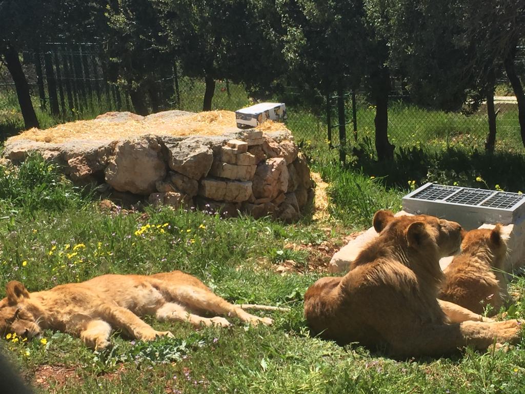 لوز وسكر دبّان يتلقيان العلاج في