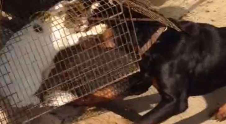 اماراتي ينتقم من قطة ويقدمها حية