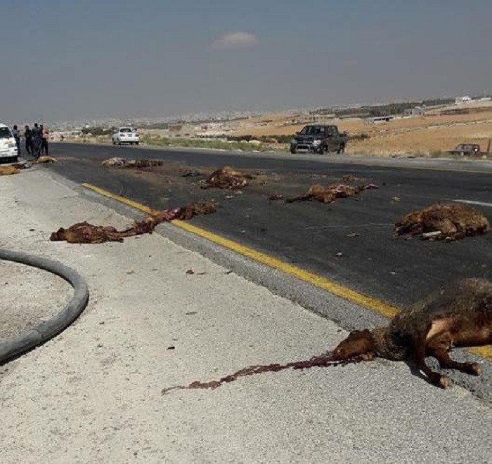 نفوق 41 رأس غنم بتدهور تريلا