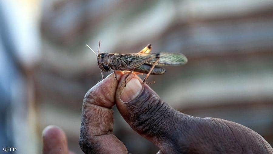 الجراد يهاجم مناطق مصرية