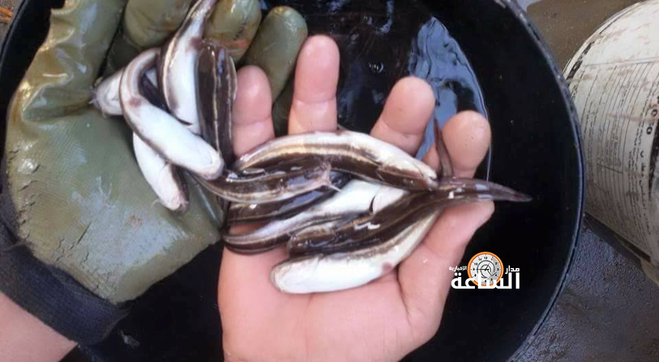 خبير: أسماك القط في خليج العقبة