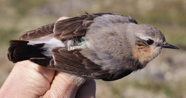 تركيب أجهزة تتبع على بعض الطيور