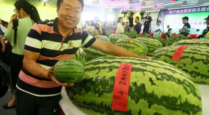 بالصور .. بطيخة تزن أكثر من