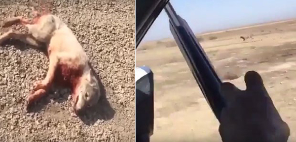 فيديو: سباق بين شباب وذئب في