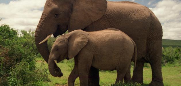 بالفيديو.. صغير فيل يحاول إيقاظ أمه