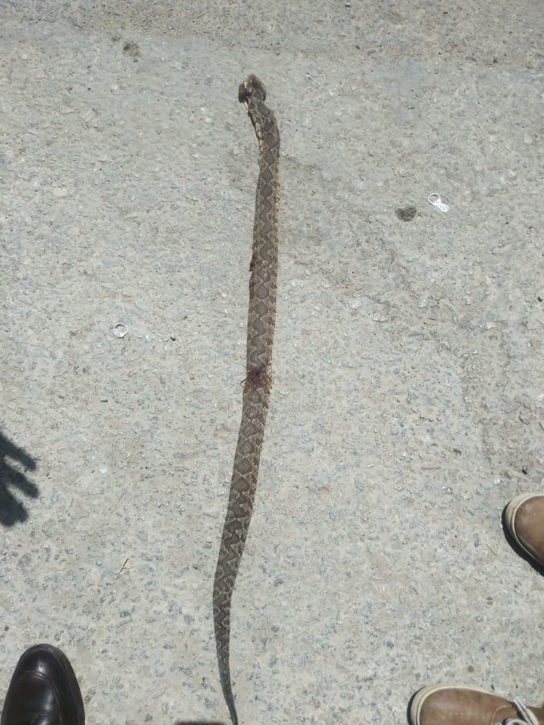 ’أفعى فلسطين‘ تلدغ طفلة في مأدبا