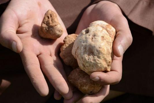 مقتل 9 باحثين عن الكمأ بالعراق