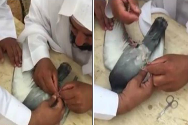 فيديو: سعودي يعثر على حمامة منهكة