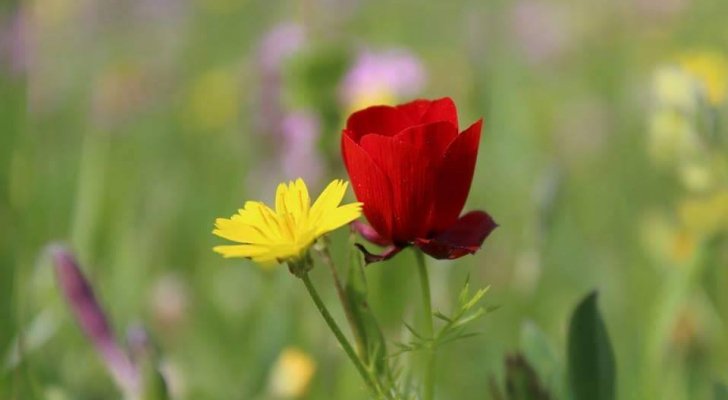 اجواء حارة نسبيا اليوم وغدا وانخفاض