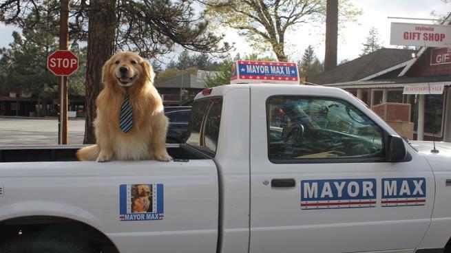 كيف أصبح هذا الكلب عمدة لبلدة