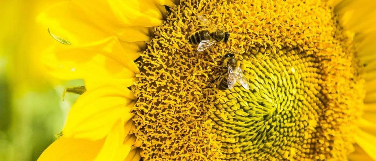 النحل يمتلك قدرة شبيهة بالإنسان على