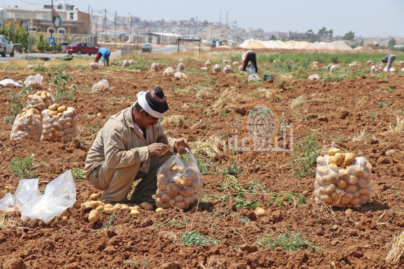 جمع محصول البطاطا في الرمثا (صور)